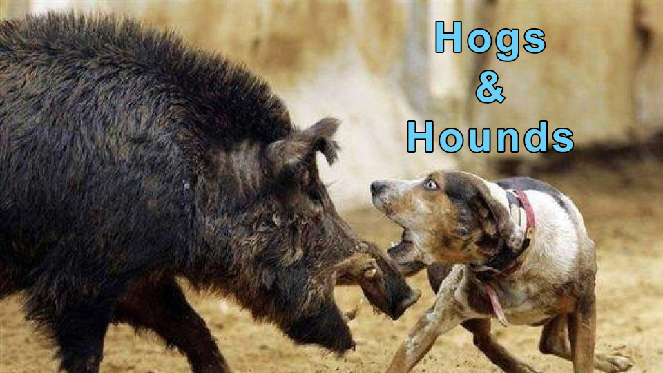 Hogs & Hounds